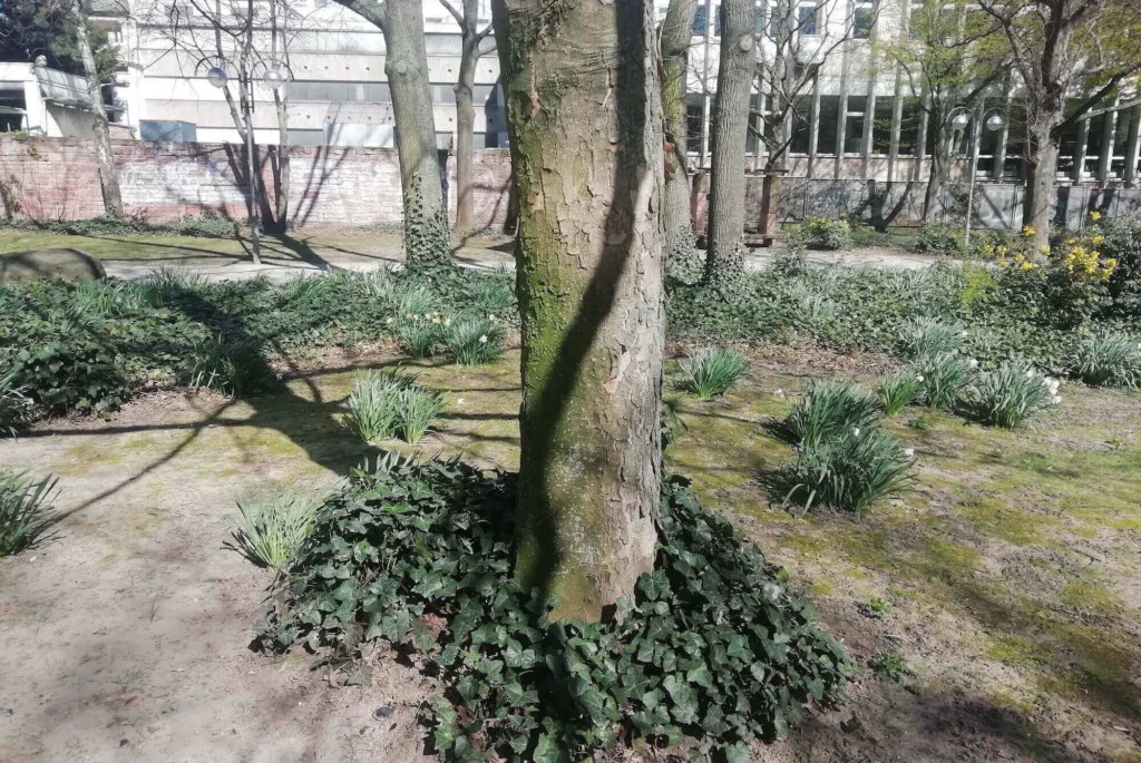 Ein für das Slacklinen geeigneter Baum